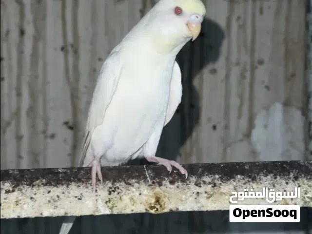 بادجي البينو