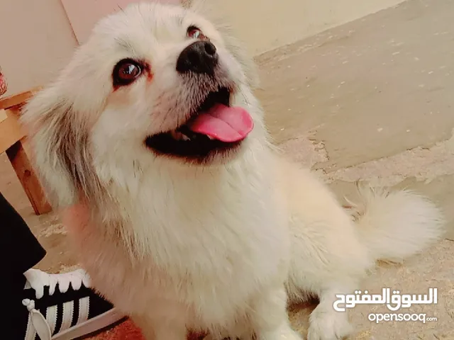 كلب شكواوه للبيع ودرب ولعوب ومطعم وذكي وبرد عل حكي وسعر 90مع المرعه 80مع غير اي احراج