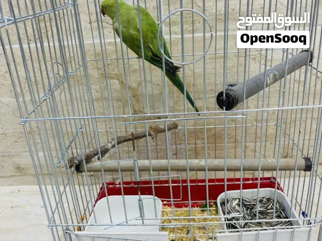 ببغاء درو للبيع