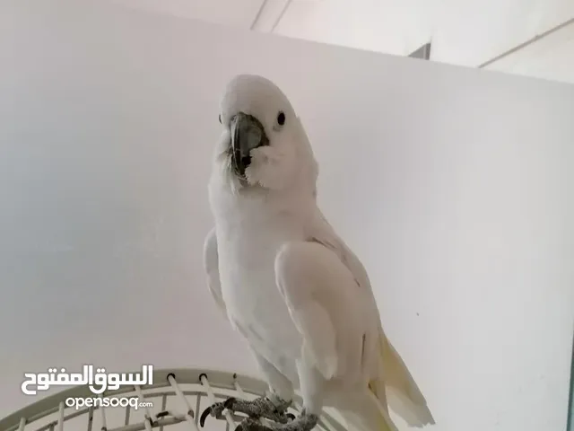 Eleonora cockatoo parrot for sale