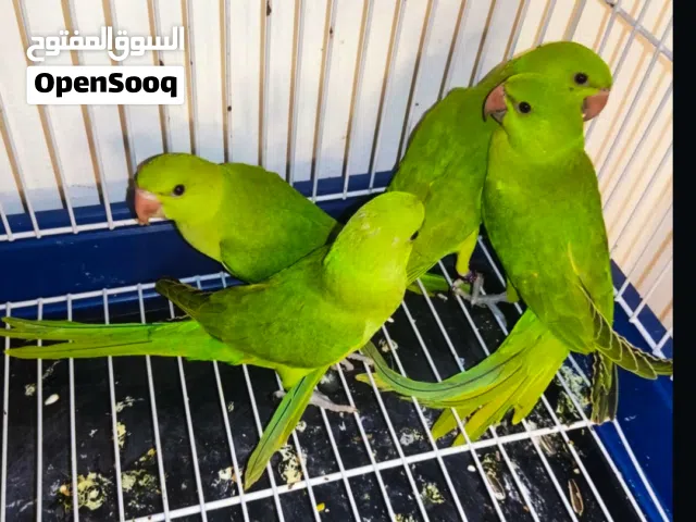فروخ دره هندى حديث فطام تدريب عالى