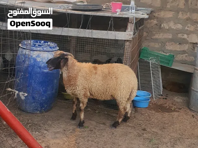 السلام عليكم خروف ماشاء الله متاح طرابلس زناته عز كسبه ربي يبارك