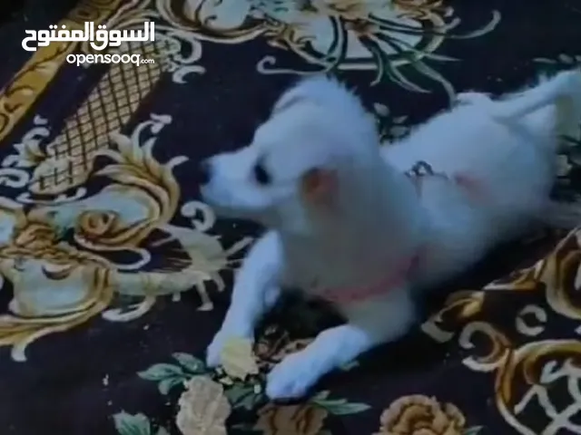كلبه جريفون ابيض