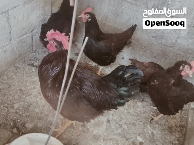يتوفر بيض كل 4 ايام طبق مشكل