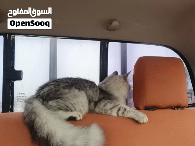 mix Persian