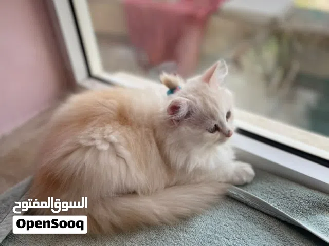 بيع قطط شيرازي مهجن تركي