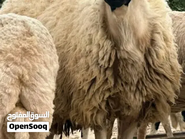 فحل زراعي درجه اولي عز عز ما تكسب
