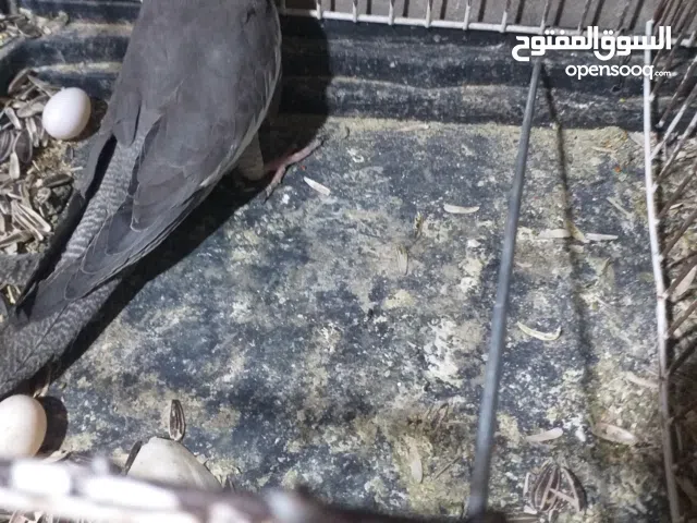 متاح انتايه كوكتيل فرديه للبيع  بسم الله ماشاء الله ريش مصقرات  بيض سخنه