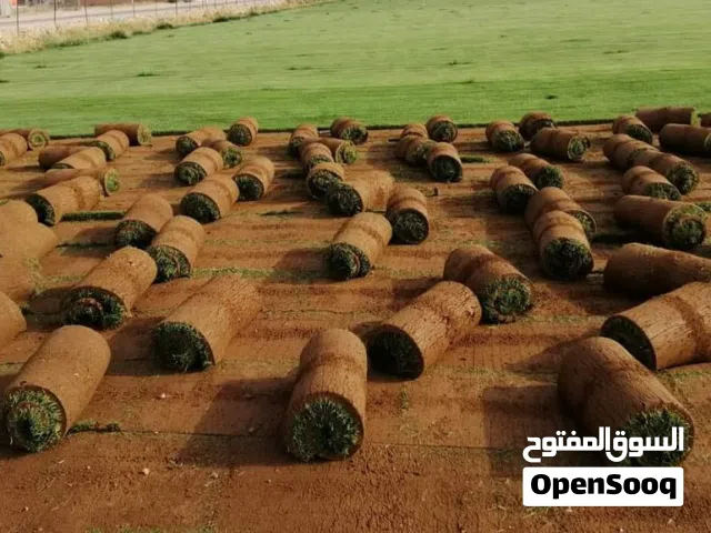 نجيل طبيعي m5 نخب أول و نجيل دايكوندرا أمريكي نخب أول