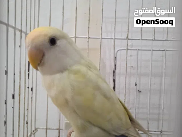 ذكر بركديلو مصوقر جامبو للبيع