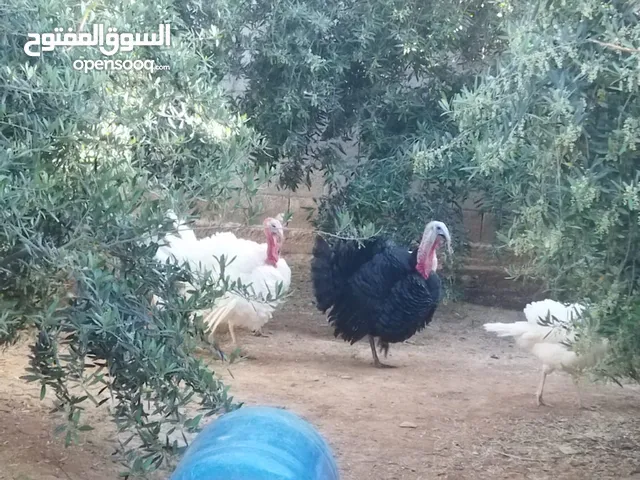 حبشات وديكين