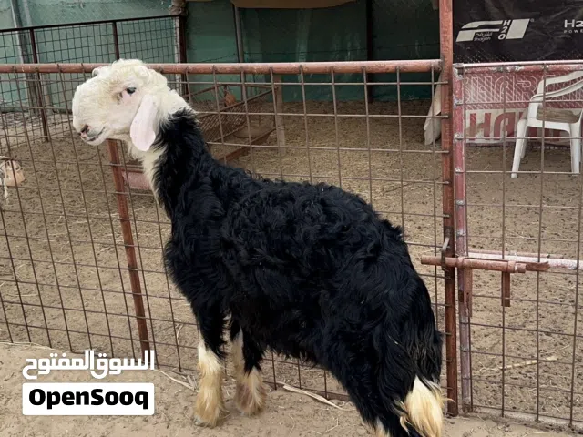 خروف نجدي بيور وصنف تبارك الرحمن وحجم وزن وشي طيب اللهم بارك والعمر صغير جذع