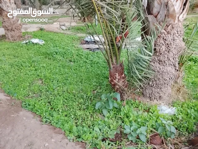 corom nagal, gebri,jeved,khalas,khaineji,khesab,kass