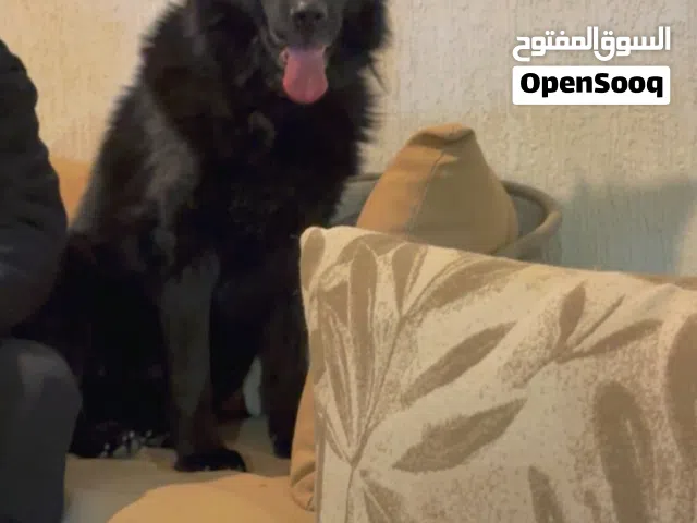 بلاك جاك وورك لاين لونق هير جامبو