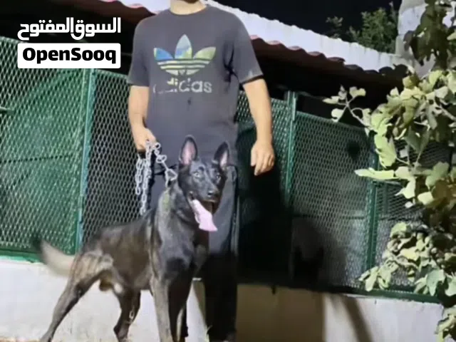 متاح فحل مالينو لتكسييب بمقابل