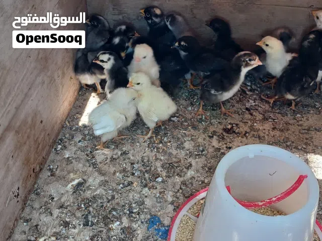 السلام عليكم كتاكيت دجاج للبيع اقرا الوصف:
