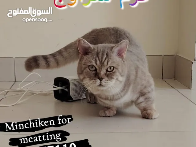 قزم ذكر للتزاوج