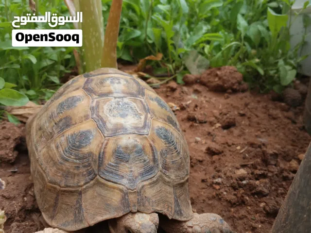 سلحفاه كبيره