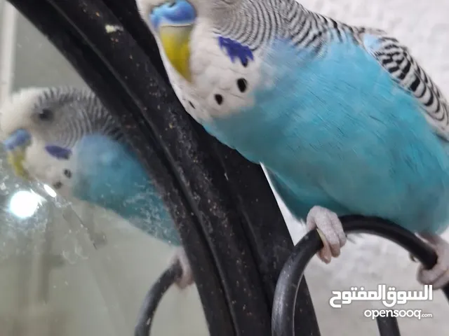 للبيع طيور البادجي اليفات