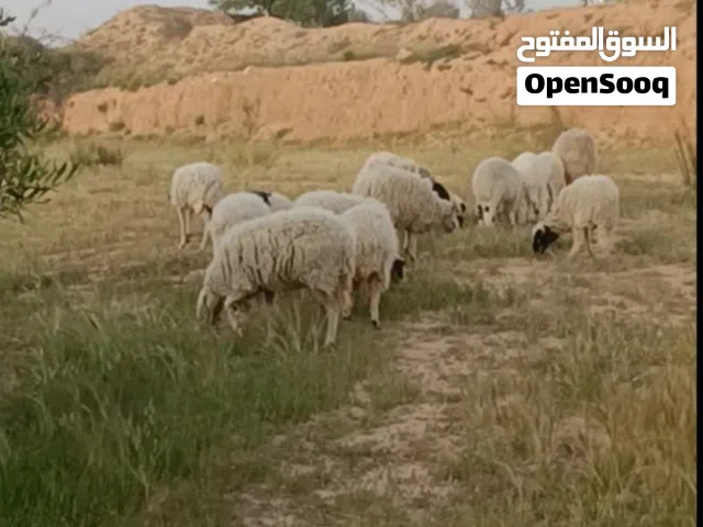 السلام عليكم سعي يضحي سوم كزيوني