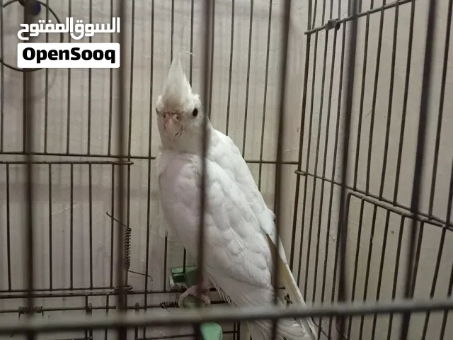 كوكتيل وايت فيس ألبينو ابيض بالكامل ذكرللبيع من دون قفص