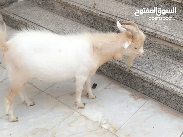 ماعز قزم فحل