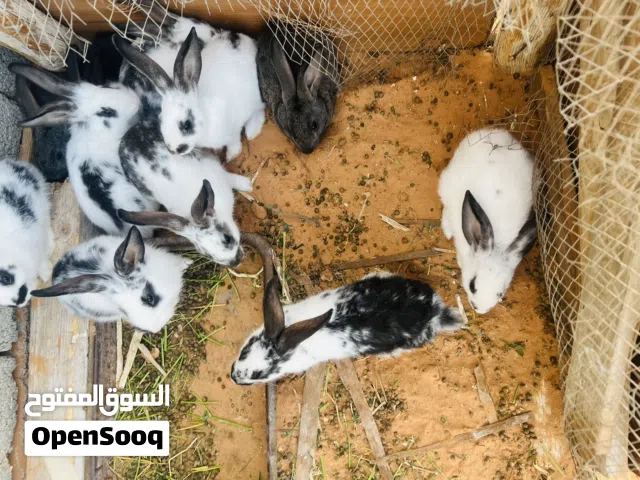 أرانب الله يبارك