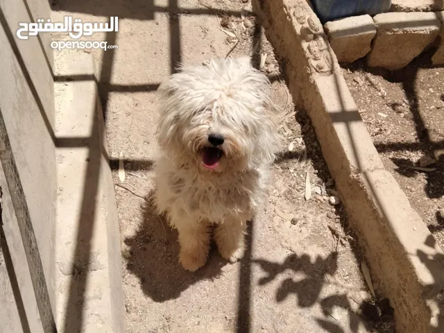 ذكر فرنسي للبيع بسعر 50دينار