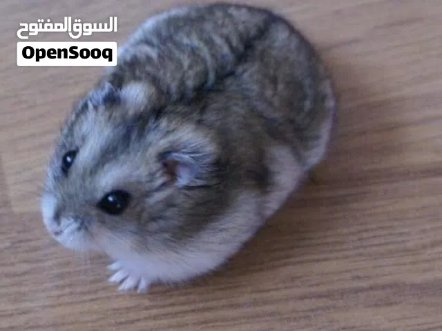 مطلوب هامستر روسي