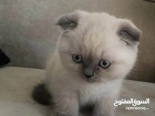كتن سكوتش وهملايا عمر45يوم