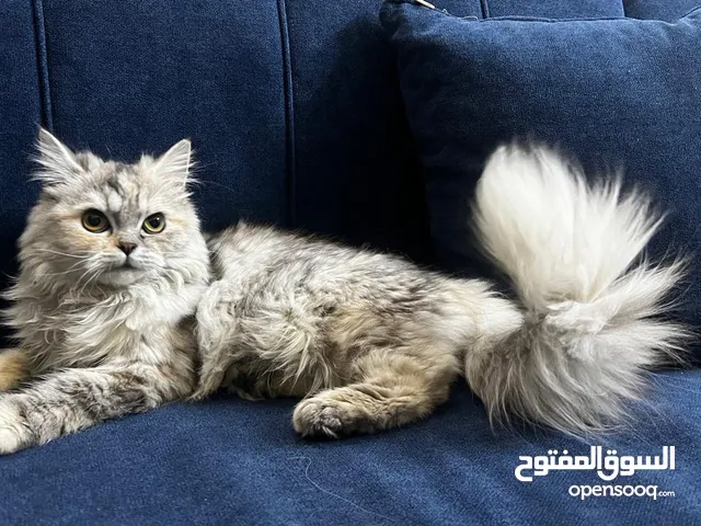 kiwi 6 month old persian cat