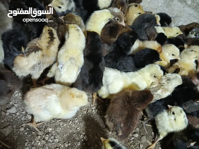صوص بلدي للبيع حبات ب الصلاه ع النبي شوف بعينك البزره الصافيه الحبه مطالب ما بتعجبك لا توخذها كله نخ