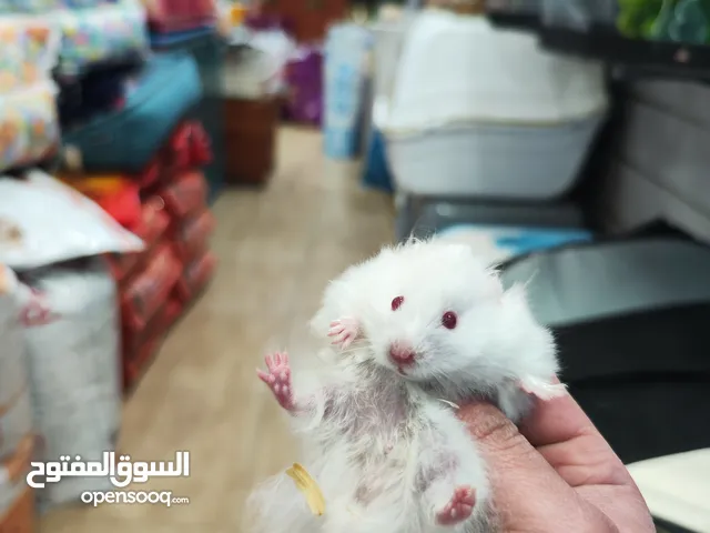 هامسترات سورية نخب اول شاهد الوصف لماذا تربيته مهمه في المنزل