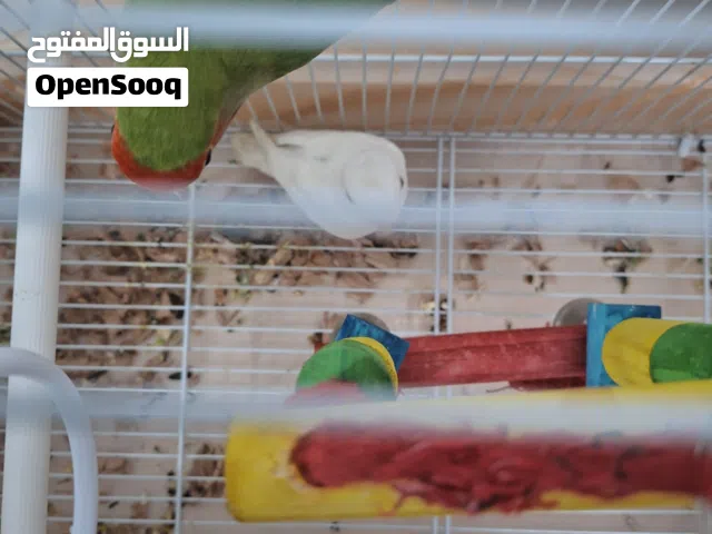 طيور روز للبيع بسعر مخفض