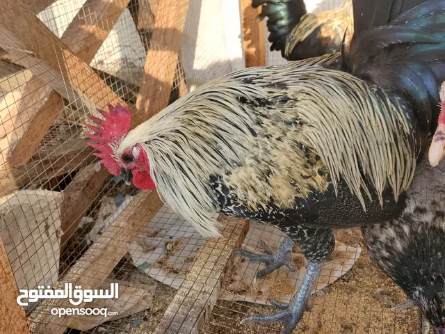 Chickens for sale. دجاجات للبيع