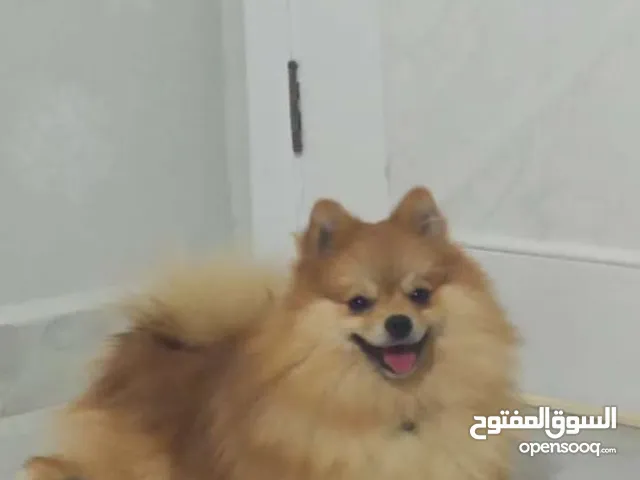 كلب بمرانيان صغير كثير فروج ما بعرف كثيف طويل بحب اللعب .مطعم .وزنه 5كل يحب اللعب و صديق جيد