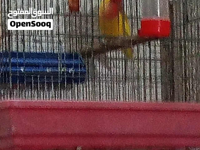 بركديلو روز