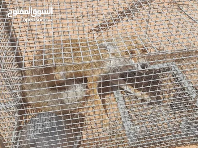 تعلب لي البيع