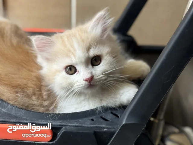 للتبني قطط شهرين