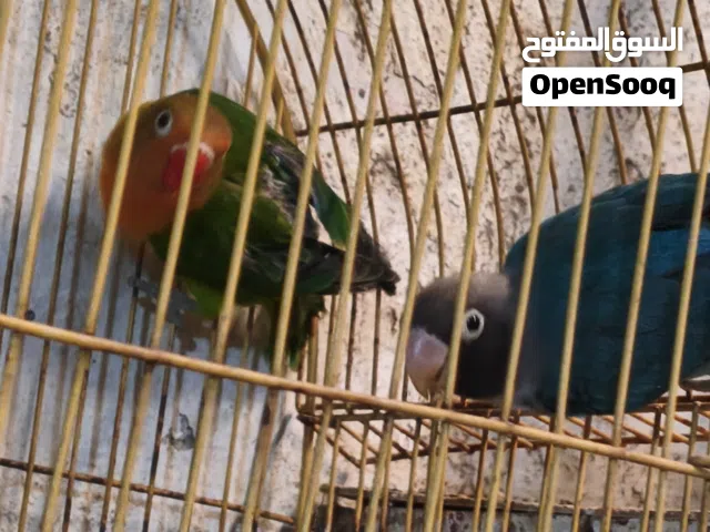 زوج غندور للبيع نوع فيشر