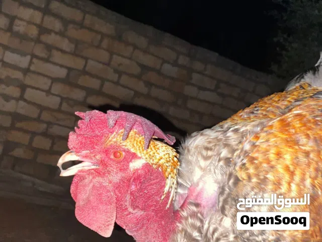 الڛلام السلام عليكم ورحمة موجود ديك عمره 5 سنين ربي يبارك متع بزين ههههه للبيع عل سعر