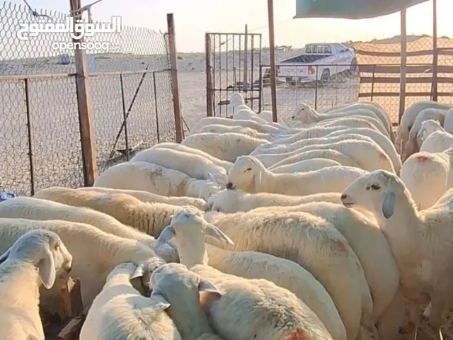افضل الاسعار حلال فاخر
