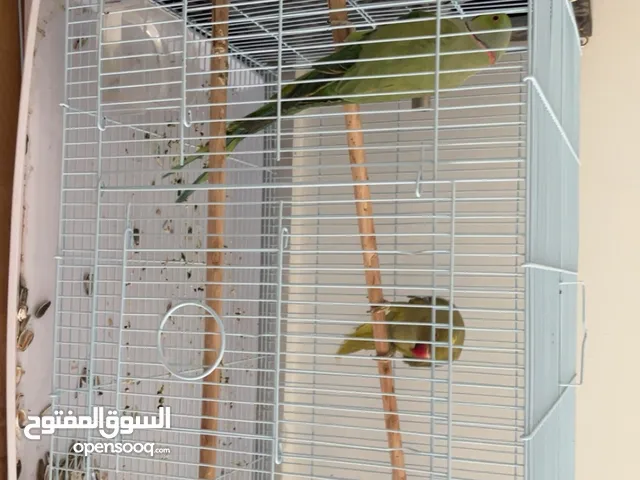 زوج دره تركيبه يديده الأنثى هولندي لون زيتوني مع اصفر الذكر اخضر