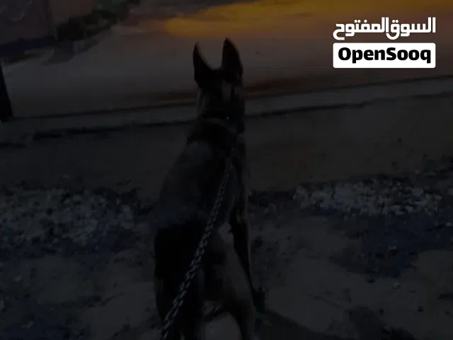 كلب مالينو للبيع او التبديل  الاسم جاك  العمر سنة ونص  مكان مصراتة