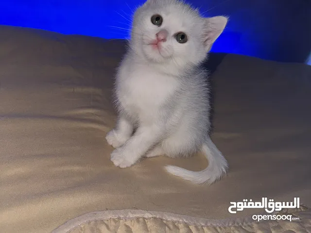 baby kitten mixed friendly