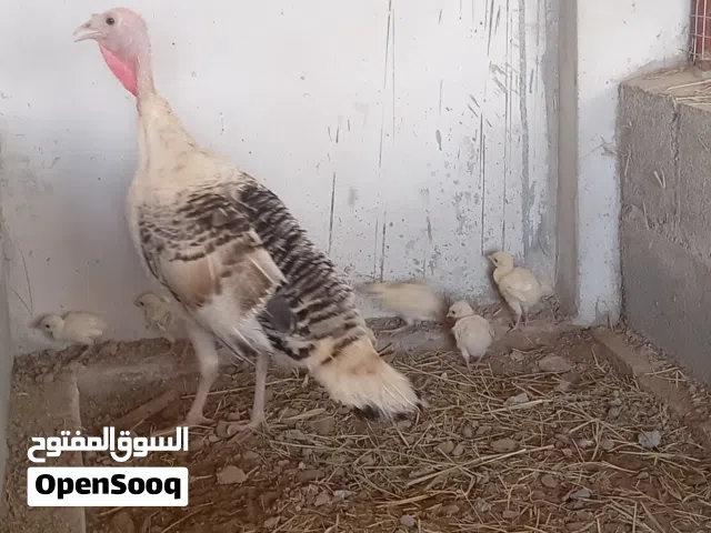 زوج رومي مع الفروخ 6صغار واحد متوسط الصحه جيده