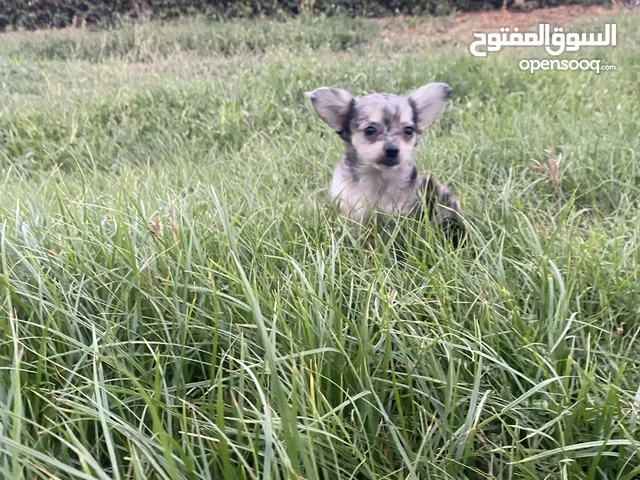 Male Special colour chihuahua