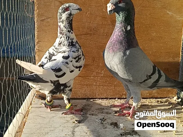 جوز هومر شغال وتحتو بيض