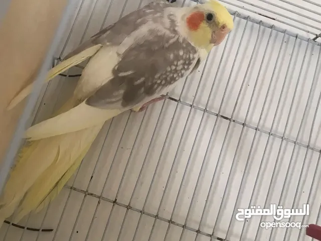 كالوبسيت(كوكتيل)للبيع انثى