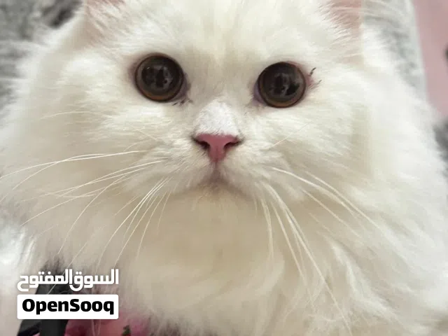 Persian cat